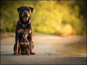 Rottweiler i Pinczer miniaturowy