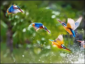 Wody, Ptaki, Kolibry, Krople