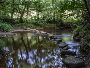 Kamienie, Las, Rzeczka