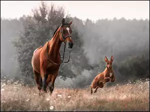 Łąka, Koń, Pies, Podenco