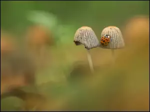 Biedronka, Dwa, Grzybki