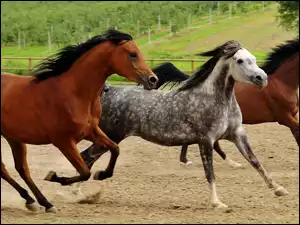 Grzywy, Konie, Galop