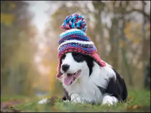 Szczeniak Border collie w kolorowej czapeczce