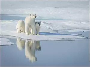 Niedźwiedzie polarne na krze lodowej