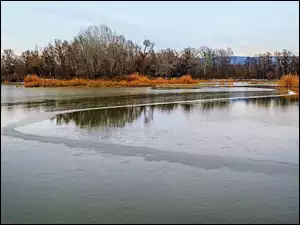 Drzewa, Jezioro, Tatarak