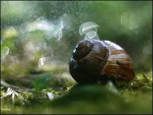 Bokeh, Ślimak, Muszla