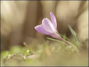 Liliowy samotny krokus