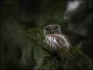 Drzewo, Sowa, Ptak, Sóweczka zwyczajna