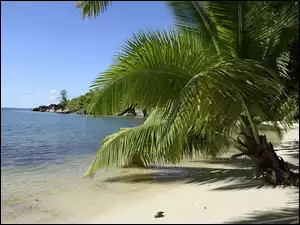Piasek, Palmy, Plaża, Morze, Wybrzeże