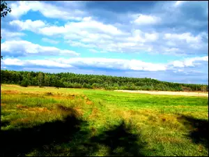 Łąka, Cienie, Drzew