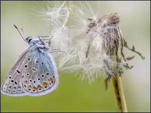 Zbliżenie, Motyl, Modraszek ikar, Dmuchawiec