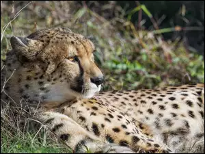 Trawa, Leżący, Gepard