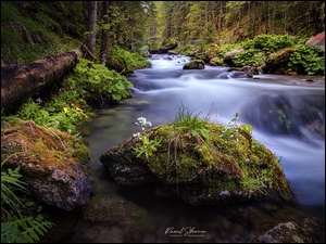 Tatry, Polska, Rzeka, Kwiaty, Dolina Olczyska, Kamienie