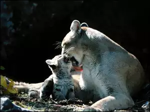 Puma