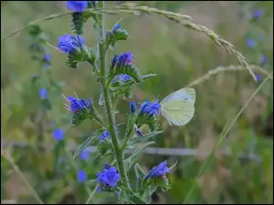 Trawa, Kwiaty, Motyl, Bielinek rzepnik