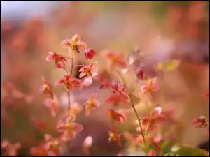 Zbliżenie, Epimedium, Czerwone, Kwiaty