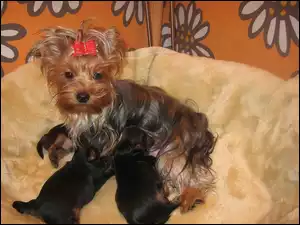 Yorkshire Terrier, karmiąca, trzy, suka, szczeniaki