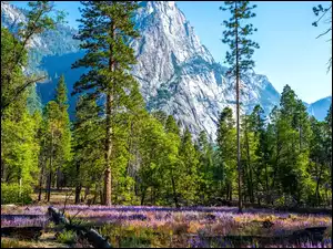 Drzewa, Kwiaty, Stany Zjednoczone, Góry, Kalifornia, Park Narodowy Yosemite, Łubin
