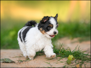 Trawa, Pies, Szczeniak, Yorkshire terrier biewer