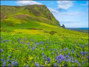Łubin, Łąka, Islandia, Kwiaty, Vik, Morze, Góry