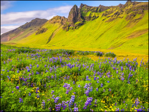 Vik i Myrdal, Łubin, Łąka, Gmina Myrdalshreppur, Kwiaty, Góry, Islandia, Trawa