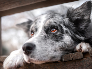 Border collie, Pies, Oczy, Deski, Brązowe, Spojrzenie