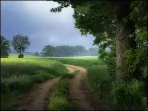 Drzewa, Droga, Trawa, Lato, Pola, Chmury