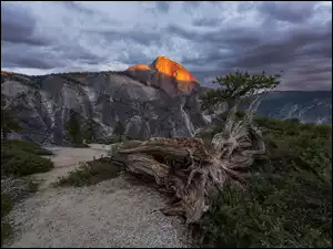 Szczyt Half Dome, Drzewa, Stany Zjednoczone, Góry, Kalifornia, Park Narodowy Yosemite, Konar