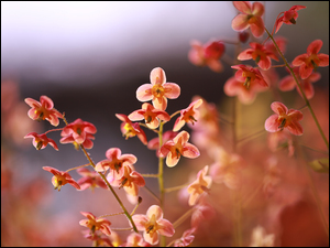 Kwiaty, Epimedium, Rozwinięte, Czerwone