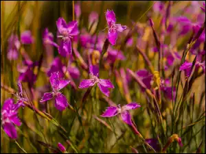 Goździki, Zbliżenie, Kwiaty, Różowe, Dianthus oschtenicus