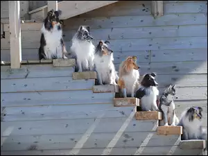 Border collie na schodach