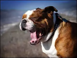 Brytyjski, Buldog