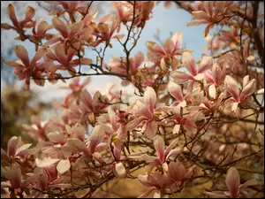 Kwiaty, Różowe, Magnolie