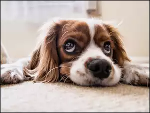 Cavalier king charles spaniel w pozycji leżącej