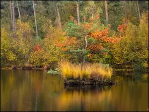 Jezioro, Trawy, Las, Jesień, Kępka