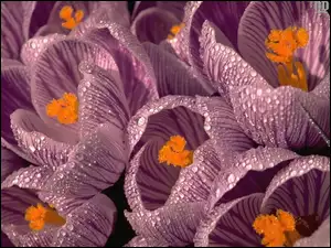 Krople, Kwiaty, Krokusy, Rosa