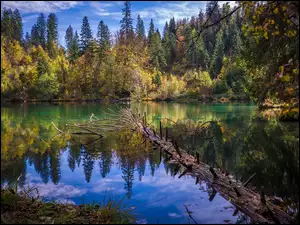 Jezzioro z drzewami jesienią