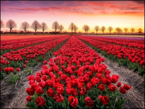 Plantacja tulipanów