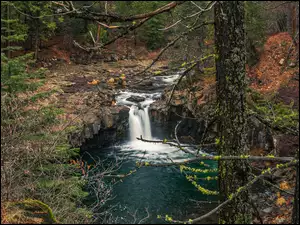 Iglaki, Rzeka, Stany Zjednoczone, Las, Kalifornia, Uskok, McCloud River