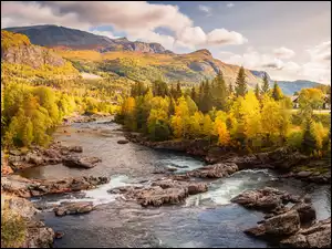 Rzeka pośród drzew w norweskiej gminie Hemsedal