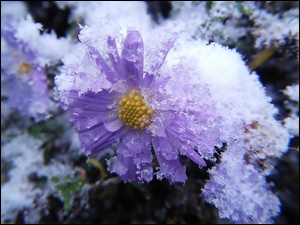 Aster, Śnieg, Lód