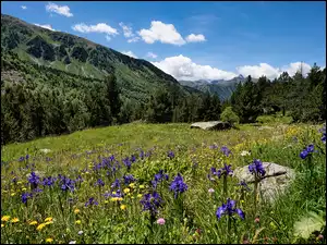 Lasy, Drzewa, Kamienie, Góry, Irysy, Kwiaty, Łąka