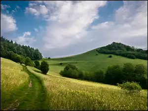 Drzewa, Wzgórza, Łąki, Chmury, Droga, Trawa