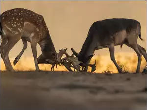 Jelenie podczas walki