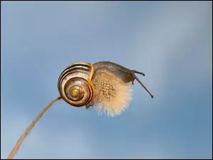 Wstężyk gajowy na mleczu