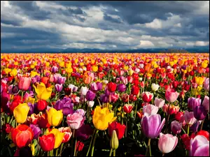 Tulipany, Kwiaty