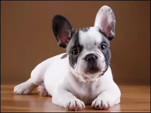 Pies Buldog francuski pozuje do zdjęcia