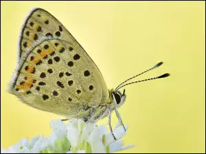 Kwiat, Makro, Czerwończyk uroczek, Motyl, Rozmycie