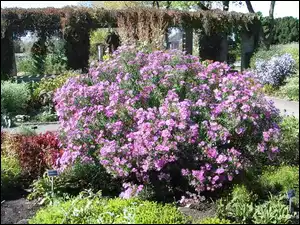Aster, Ogród