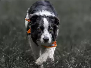 Pies Border collie przechadza się po łące